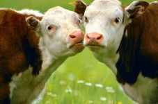 Honda Civic Hits And Kills Two Cows On 6A In Sandwich - Wait, What?