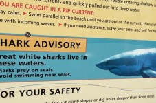 Cape Cod Photo Of The Day - How To Avoid Shark Attacks