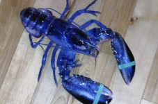 Maine Can Kiss Cape Cod's Ass With This Rare Blue Lobster!