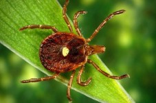 Close The Bridges - Super Ticks That Cause Meat Allergies Have Invaded Cape Cod
