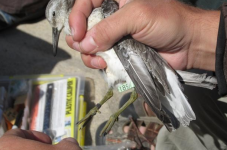 Feds List New Cape Cod Bird As Threatened - Kiss More Beaches Goodbye