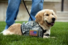 Cape Cod War Veteran And His Service Dog Kicked Out Of Verizon Store