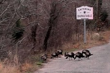 Seashore Turkey Hunt On The 25th - Why Can't We Just Shoot Them In The Street?