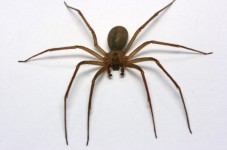 Are There Brown Recluse Spiders On Martha's Vineyard?