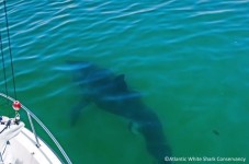"First" White Shark Of The Year Spotted In Cape Cod Waters