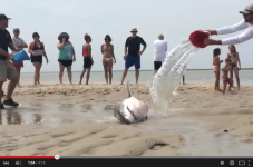 Incredible Video Of The Great White Shark Rescue In Chatham