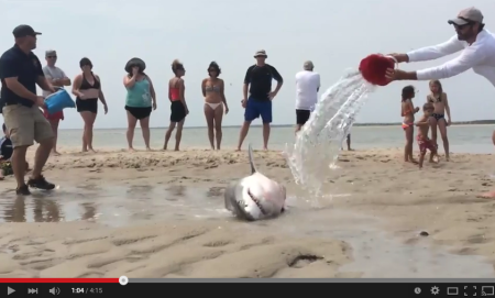 shark chatham video