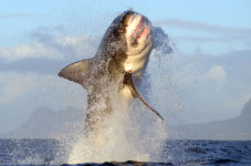 Experts Talk Great White Sharks In Eastham - The News Is Not Good