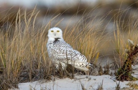 snowy owl