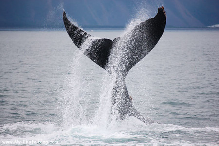 whale tail