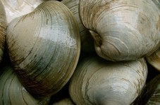Is That A Clam Or A Quahog? - A Real Cape Guide For All You Washashores And Tourists