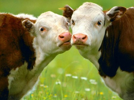 cows