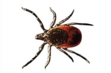 Get Out Of The Woods - New Disease Attributed To Deer Ticks