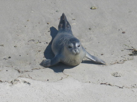 seals