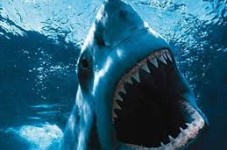 Propaganda Style Shark Attack Pamphlets Causing A Stir On Cape Cod