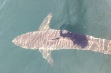 Huge Great White Shark Spotted In Cape Cod Bay - VIDEO