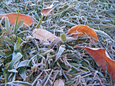 first frost