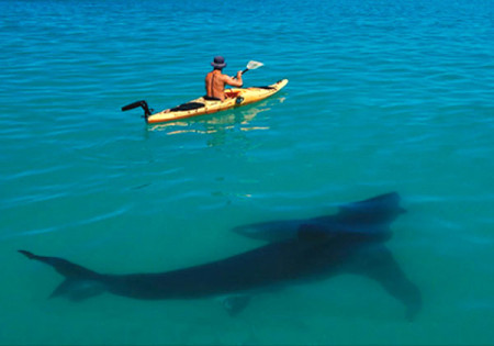 kayak shark