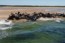 The Seals Have Officially Invaded Our Beaches In Eastham