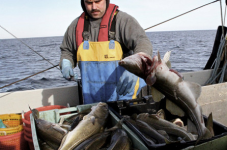NE Fisheries Council's Detailed Recommendation On Cod Crisis - Just Do Something