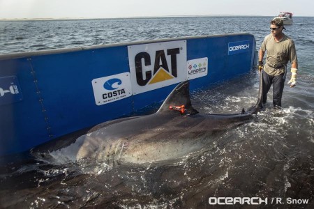 katharine cape cod shark5