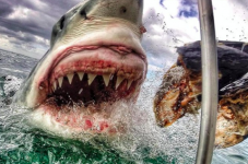 State Issues Emergency White Shark Regulations - Where's The Human Regulations?