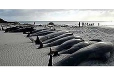 Today In Cape Cod History - 94 Whales Beached In Eastham Euthanized In 1984