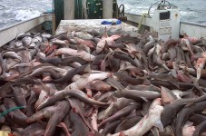 Fishermen Are Going To Rename Dogfish (Sand Sharks) So We Will Eat Them