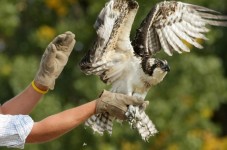 Injured Osprey Can't Fly South So They Put It On A Plane... Wait, What?