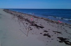 Storm Uncovers Century Old Shipwreck On Martha's Vineyard Beach