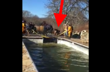 VIDEO: Police Rescue Horse Out Of Swimming Pool On Martha's Vineyard