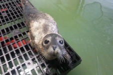 Scout The Baby Seal Was Released Back Into The Ocean - Good Idea?