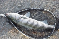 State Lowers Striped Bass Limit To One Fish