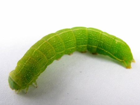 green caterpillar cape cod