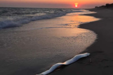 A Cute Little Oarfish (That's Bigger Than You) Washed Up On Nantucket