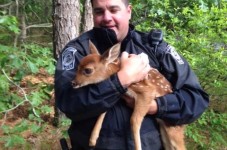 CUTENESS ALERT! Edgartown PD Rescues Baby Deer