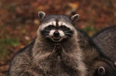 Raccoon On The Loose On Nantucket (There's Usually No Raccoons On Nantucket?)