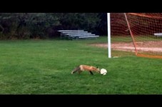 VIDEO: Rising Theft Rates On Cape Cod - Foxes Stealing Soccer Balls Now