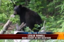 Great News Cape Cod - Bear Hunting Is Now Legal... Wait, What?