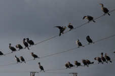 Eversource To Move Power Lines Due to Cormorants Pooping Off Them Incessantly