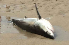 Shark Tries To Come On Land In Chatham, People Promptly Rescue The Murderer