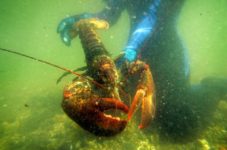 Sweden Wants To Ban American Lobsters From Europe