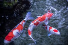John's Pond In Mashpee Is Turning Into A Koi Pond