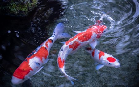 koi mashpee